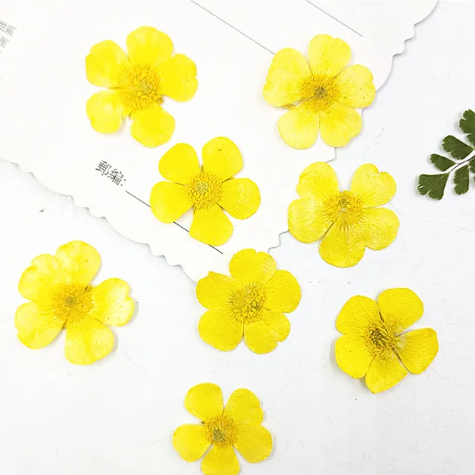Candle Souvenir - 1.5-2cm/24pcs,Nature Real buttercup Petals,Pressed flowers for