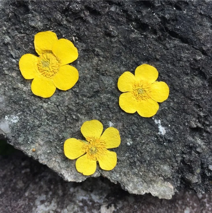 1.5-2cm/24pcs,Nature Real butt - đánh giá và giá Candle Souvenir