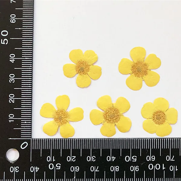 1.5-2cm/24pcs,Nature Real butt - đánh giá và giá Candle Souvenir