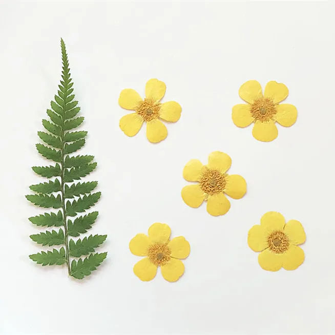 1.5-2cm/24pcs,Nature Real butt - đánh giá và giá Candle Souvenir